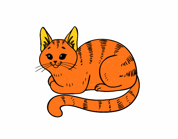 gatito naranja