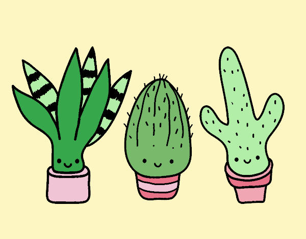 Mini cactus