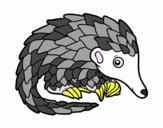 Pangolin