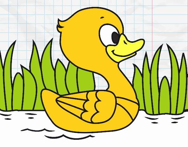 Patito de río