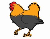 Gallina