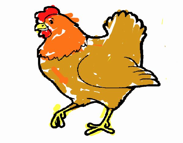 Gallina