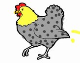 Gallina