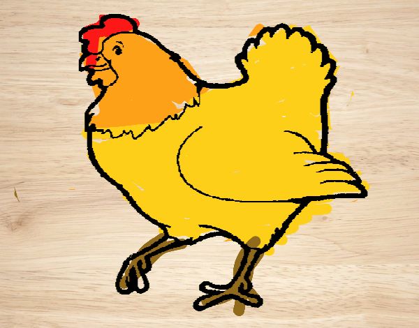 Gallina