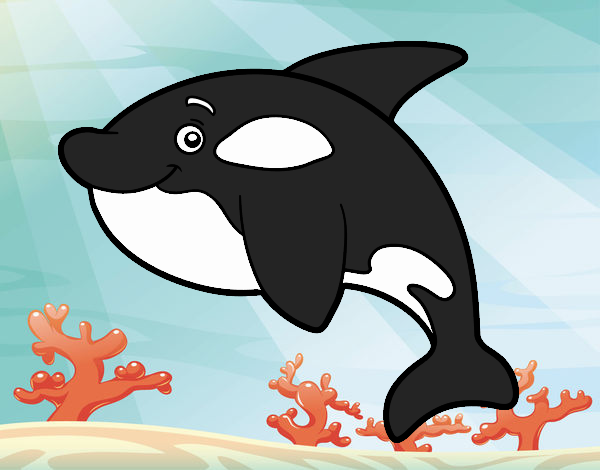 una orca