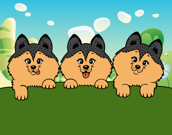 3 perritos