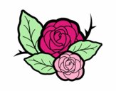 Dos rosas