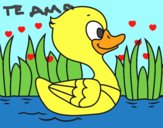 Patito de río