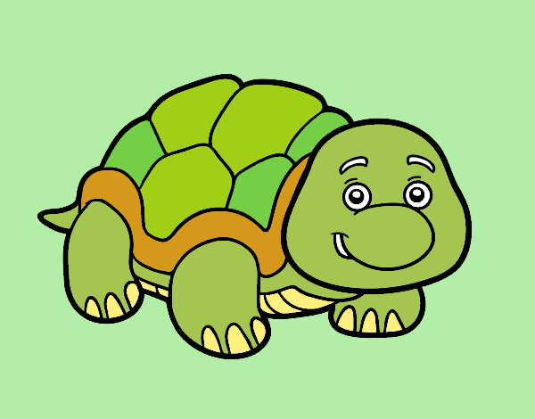 Tortuga de tierra