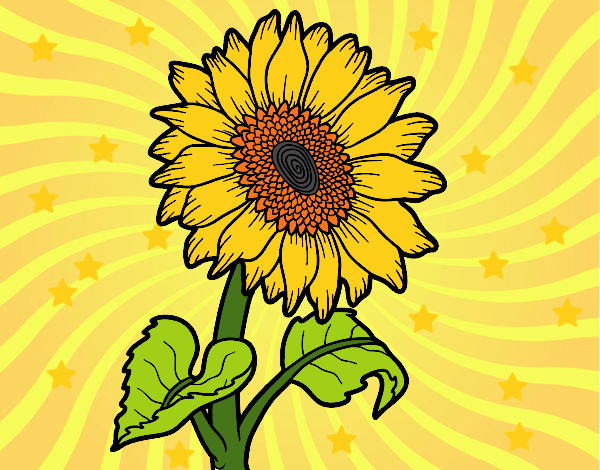 Un girasol