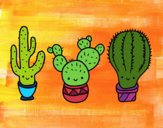 3 mini cactus