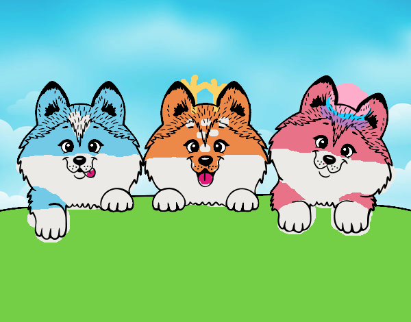 3 perritos