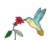 Colibrí y una flor