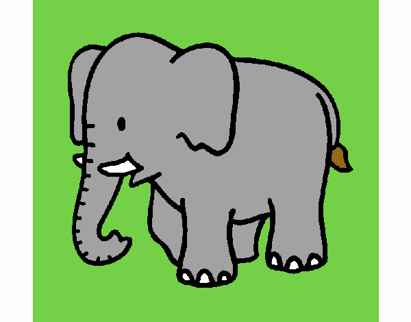 Elefante bebe