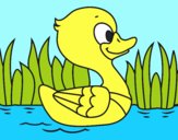 Patito de río