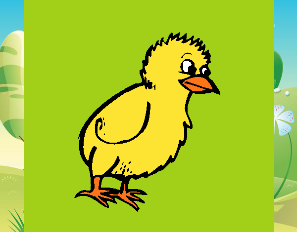 Pollito