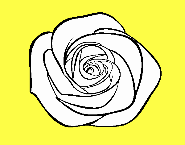 Flor de rosa