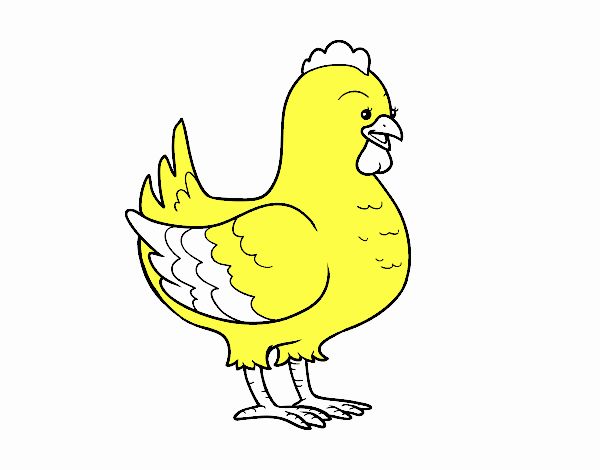 Gallina de una granja