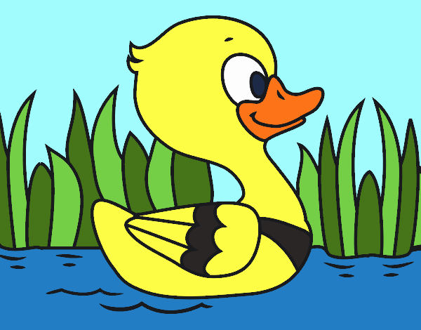 Patito de río