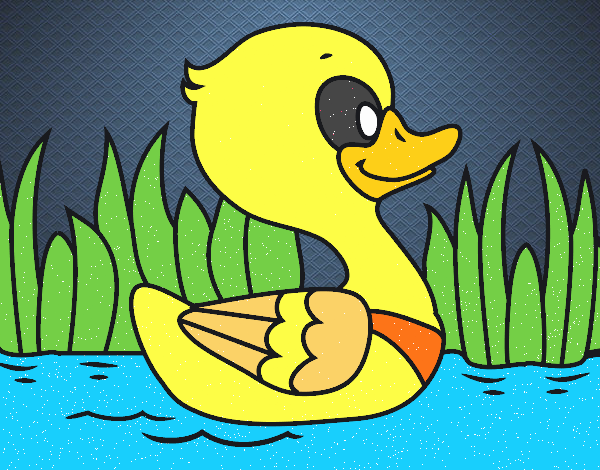 Patito de río