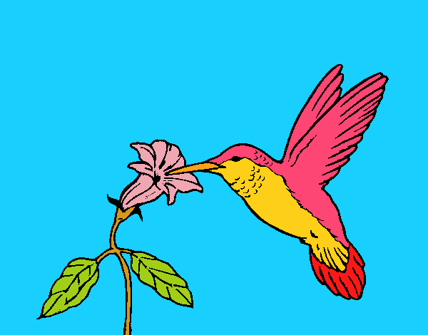 Colibrí y una flor