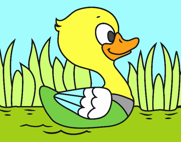 Patito de río