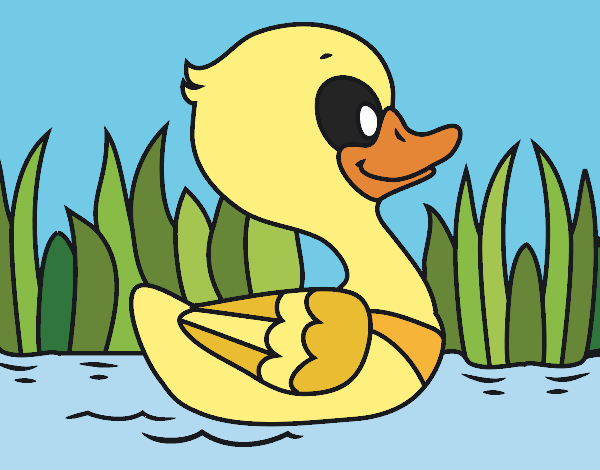 Patito de río