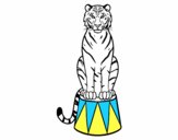 Tigre de circo