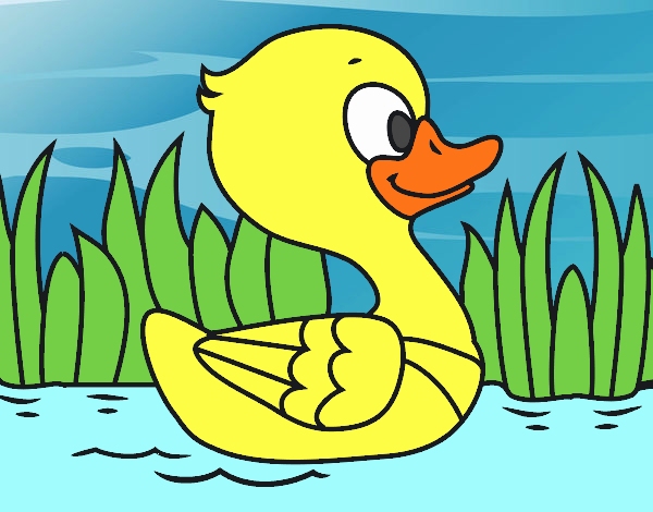 Patito de río