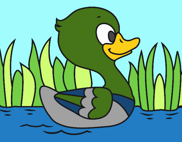 Patito de río