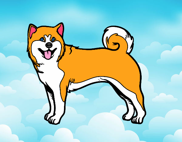 un akita inu