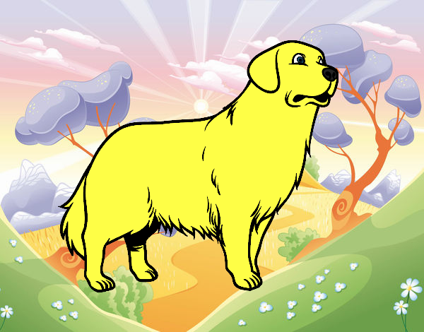 un golden retriever