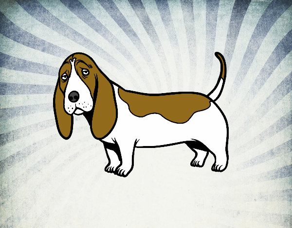 un basset hound