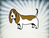 Un Basset hound