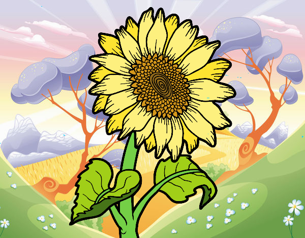 girasol 2024