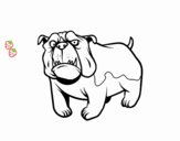 Perro bulldog inglés