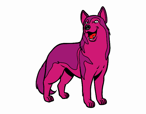 the purple and pink dog