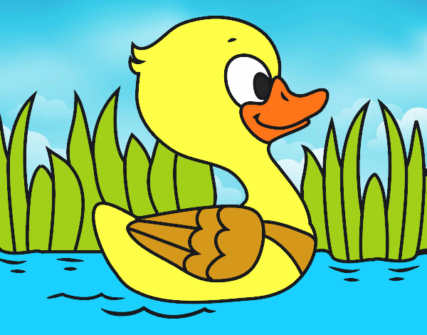 Patito de río