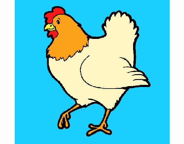 Gallina