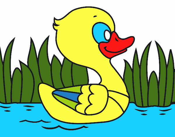 Patito de río