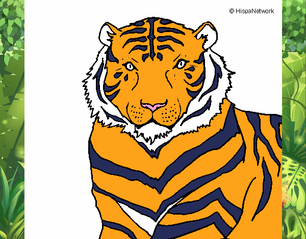 Tigre 3