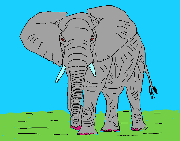 Elefante 1