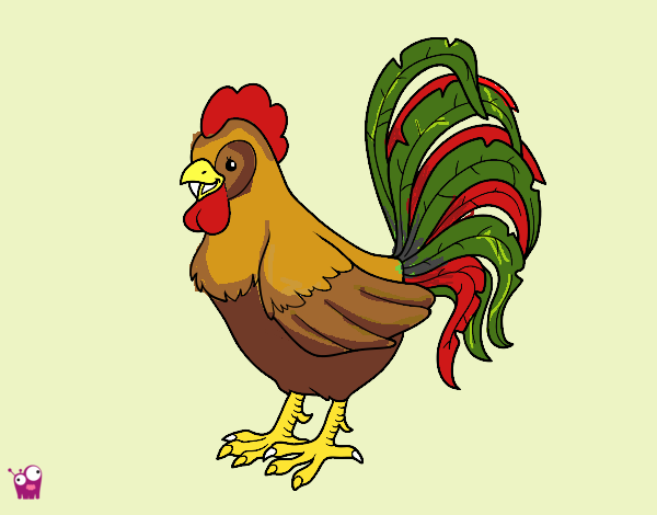 Gallo de una granja