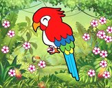 Guacamayo