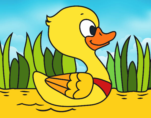 Patito de río