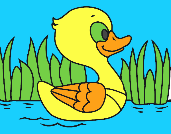 Patito de río