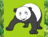 Oso panda 1