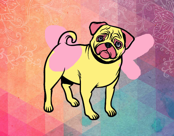 Pixie Pug