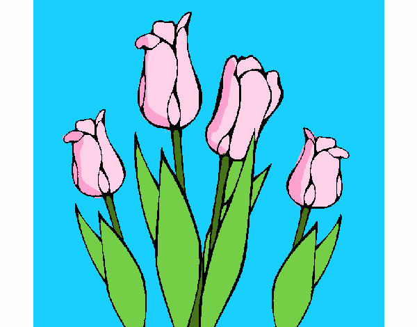 Tulipanes