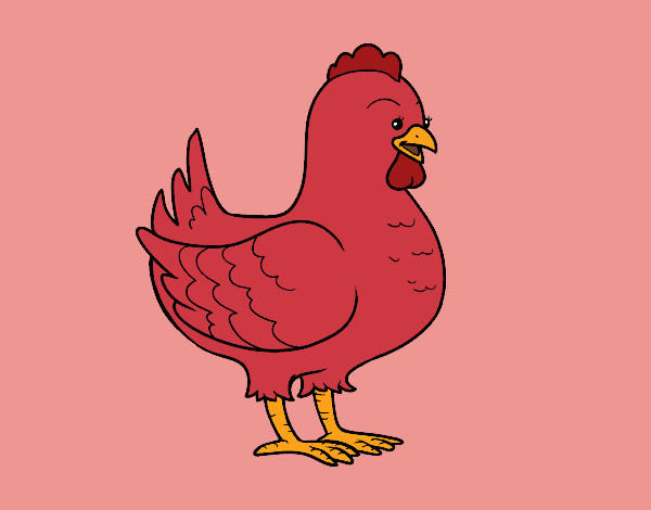 Gallina Roja